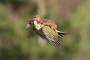 【画像】この鳥、小動物をおんぶして飛んでるぞ！