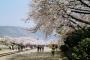 【韓国】 私たちの花であることが判明した済州島原産「王桜」　～桜王国、鎮海の桜とともに思い出の旅に出る！