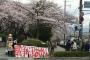 【悲報】日本共産党のせいで花見の雰囲気ブチ壊しにｗｗｗｗｗｗｗｗｗｗ