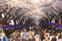 王桜の起源は韓国と認めようとしない日本　もう原産地の論争に終止符を打ち、王桜の世界化に動くべき