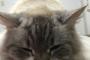 【画像】猫の寝顔の破壊力は異常www
