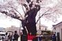 ぱるるTwitter、桜の木の下ではしゃぐぱるる　