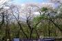 【韓国】 王桜世界化へ資源化案「切実」、公園造成など必要　～日本王桜の原産地は済州