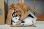 猫『屋根が・・・』