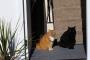 【画像】亜人・・でなく、亜猫のIBMか。