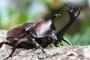 【画像あり】国内最高を更新した巨大カブトムシがでけええええ！！！