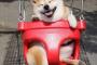 【画像】柴犬「ブランコ乗りたいンゴ…」
