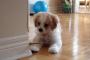 唸り声にキュンキュンくる！！子犬VSドアストッパー→海外「クッソかわいいwww」
