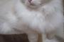 【画像】長毛種の猫ってこの時期になると別猫になる