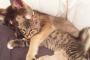 犬×猫のイチャイチャぶりが最高www→海外「この2匹の出会いに乾杯」
