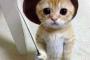 【画像】ながぐつをはいたねこ