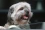 【GIF】犬が車を運転、スーパーに突入・・・【画像】