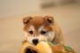 柴犬のクッション買ってきた結果wwwwwwwwwwwwwwwwwwwwwww