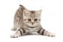 【画像】ねこ　が　ショウブ　を　しかけて　きた！