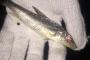 魚釣れたんだがこれなんだ？
