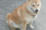 犬の手術代10万円と聞いて泣く泣く断念