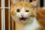 出張から帰宅すると飼い猫がいなくなってた。トメ『保健所に置いてきた。アンタがイシオンナなのも猫飼ってるから！』私「（呆然）」 → 込み上げてくる怒りを抑えきれず…