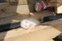 助かって良かった…木材の下敷きになった猫を7時間かけて救出した男性に賞賛→海外「ありがとう！」