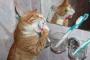 【画像】はみねこ