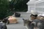 謎が多い「猫の集会」　お互いに接触することなく、一定の距離を保つ　彼らはいったい何をしているのか