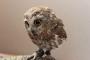 【画像あり】フクロウの可愛さって異常すぎん？？？