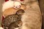 【画像】母猫から乳を吸う、子猫の兄弟の末っ子が怪しい…！