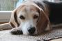 いつもベッドには上がらない愛犬が、その日だけはしつこく入ってきた。最後の最後でズルいよ・・・