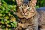 猫を飼ったことがあるなら一度はやってることｗｗｗｗｗｗｗｗ