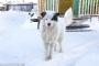 海外「犬の方が人間より思いやりがある」→ロシア、我が子を氷点下20度の中放置…。飼い犬が温め、何とか生き延びる…