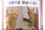 【悲報】韓国初の猫の駅長、行方不明に