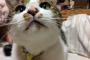 【悲報】ワイのネッコが3日間行方不明になってるンゴ・・・　どこ行ったんや・・・（※猫画像あり）