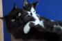猫の成長と絆に何だかほっこりする動画www→海外「2匹ともお互いのことが好きなのね」