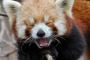 【画像】レッサーパンダの可愛さは卑怯すぎるぅ