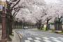 日韓で100年続く「桜の原産地」論争、韓国に軍配？＝韓国ネット「世界では日本の桜として知られてる」
