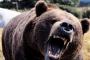 ツイッター住民、牛刀一本でヒグマを撃退ｗｗｗｗ（※画像あり）