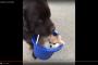 ウルウル目にやられたかｗポメラニアンを運ぶアッシー犬が可愛いｗｗ→海外「可愛すぎて対処できない」