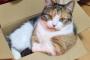 猫『まぁ、この王様が話を聞いてやろうじゃないか。』