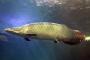 巨大淡水魚で打線組んだンゴ