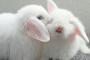 うさぎがうさぎをくんくんしてて…こりゃかわいい♡