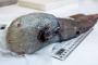 【深海の生き物】豪東部沖の深海で「顔のない魚」採取、1873年に1度だけ記録(画像閲覧注意)