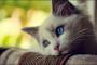 猫を飼うべきではない「基本的な理由＆感情的な理由」が話題に（画像あり）