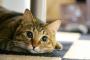 娘が猫を飼いたがっていた。だが嫁が断固拒否。理由は、ものすごく猫が怖いらしいく・・・
