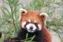 【GIF画像】レッサーパンダ「人間やんけ！襲ったろ！」