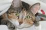 【再掲】 猫が人間みたいに布団から頭だけ出して、しかも頭は羽まくらにふんわり埋まってて
