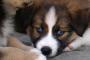 【再掲】 おまえら犬に騙されんなよ。奴らは飼われてるフリをしてるだけだぞ。