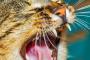 【再掲】 ひなたぼっこをしてたら愛猫が来て、「○○」と一言言って去って行った。