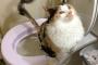 猫『うんこはちゃんと水洗トイレを使います』