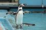 【ｹﾞｰﾑ⁉】このペンギンの着地判定、完全にバグってんぞｗｗｗｗｗ