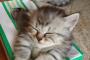 ティッシュ箱にすっぽり収まってご満悦な子猫さん達。