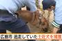 広島でワイヤーを食いちぎって逃走していた土佐犬を発見捕獲　すぐ近くで穴にはまって動けなくなっていた